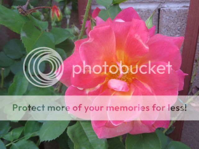 photo IMG_0237_zps98c810bf.jpg